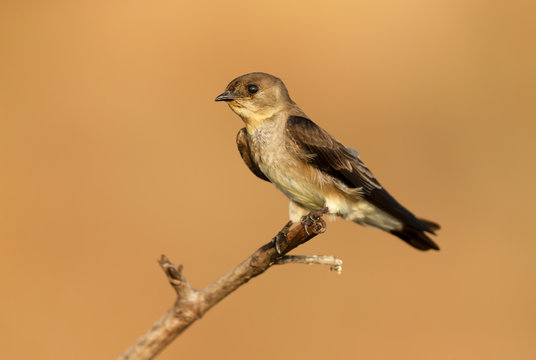 Southern Rough-winged Swallow Perched On A Tree Branch