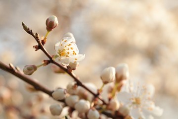 Spring flowers blooming on a tree at dawn