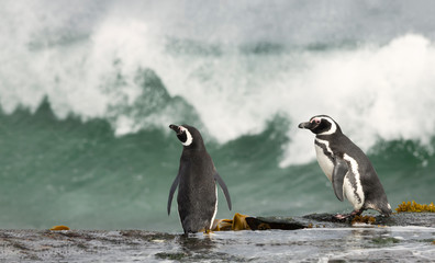 Two Magellanic penguins standing on a shore and watching stormy ocean