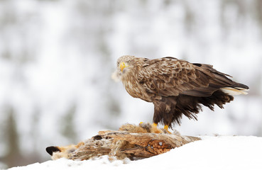 White-tailed eagle feeding on a dead fox in winter