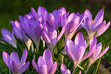 Purple crocus in spring 2680