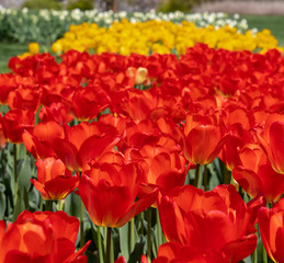 red tulips in the garden