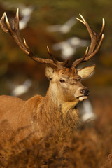 Red deer stag with the birds flying in the background