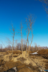 Beautiful trees against blue sky. Poplar trees. Landscape. Springtime. Copy space.