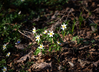 White anemone flowers growing in forest on spring sunny day