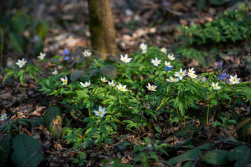 White anemone flowers growing in forest on spring sunny day