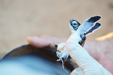 Conservation help baby turtle