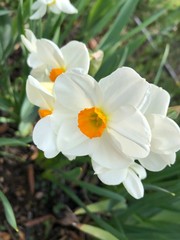 daffodils in garden