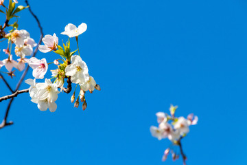 横浜の桜（撮影場所：横浜赤レンガパーク）