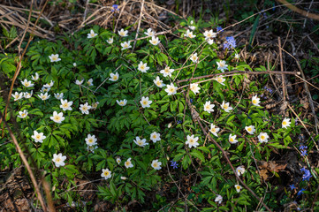 White anemone flowers growing in forest on spring sunny day