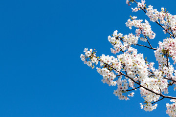 横浜の桜（撮影場所：横浜赤レンガパーク）