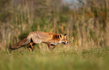 Naklejka na ściany i meble Close up of a young Red fox walking in natural habitat