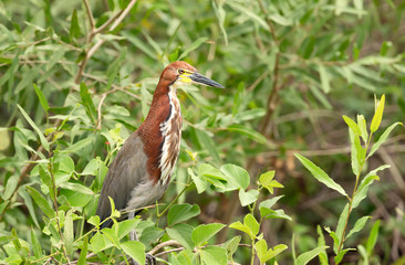 Close up of a Tiger heron, Pantanal, Brazil.