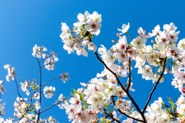 横浜の桜（撮影場所：横浜赤レンガパーク）