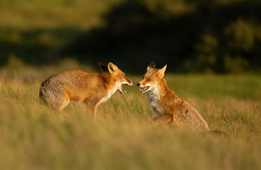 Close up of two playful Red foxes