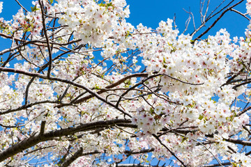 横浜の桜（撮影場所：横浜赤レンガパーク）