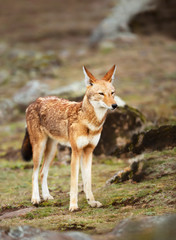 Naklejka na ściany i meble Rare and endangered Ethiopian wolf