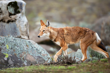 Rare and endangered Ethiopian wolf in the highlands