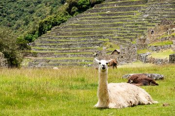 Machu Picchu