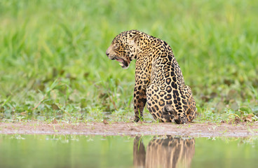 Jaguar sitting on river bank, Pantanal, Brazil.