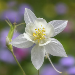 Obraz premium Pure white columbine flower soft close up