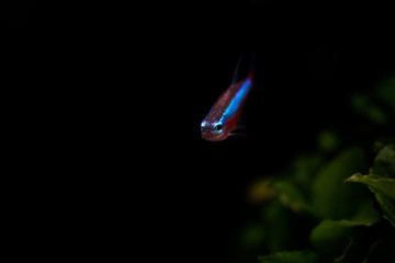 Cardinal Tetra fish coming out of underwater dark background (horizontal)