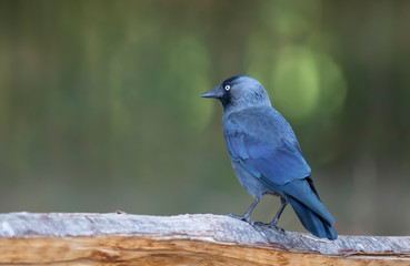 Western jackdaw perched on a tree against green background