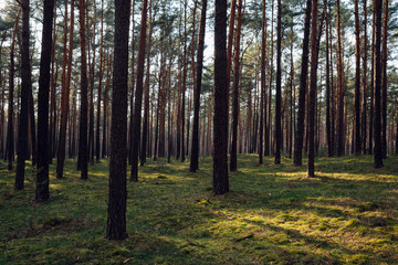 Wooded forest trees backlit by golden sunlight before sunset with sun rays pouring through trees on forest floor illuminating tree branches