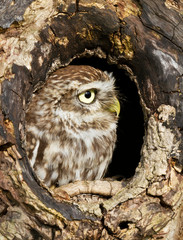 Close up of a Little owl perched in a tree hole