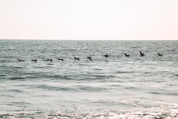 Fototapeta na wymiar pájaros del mar pacifico