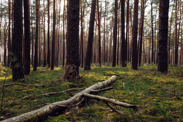 Fallen tree in a dense forest in Brandenburg, Germany