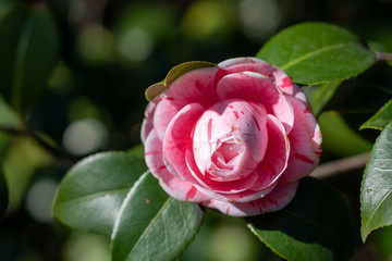 Blooming pink camellia japonica Horto loureiro
