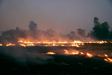 Burn rice stubble with flames and smoke causing PM2.5 dust. all around the rice fields at evening.