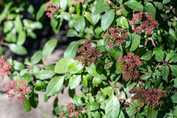 Spring buds of viburnum tinus compactum