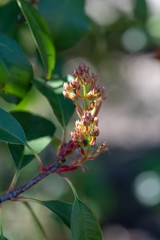 Opening buds of Christmas berry Red Robin