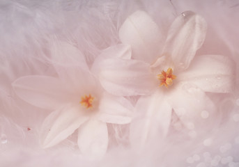Obraz na płótnie Canvas pastel soft background with two white flowers - concept Birthday, Mother´s Day