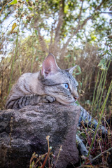 Blue-eyed cat laying in the grass.