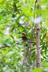 The kingfisher bird at Tangkoko park