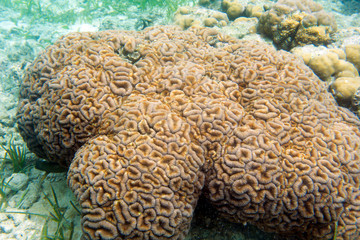 Naklejka na ściany i meble A beautiful red coral in Togian islands