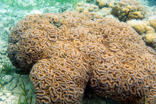 A beautiful red coral in Togian islands
