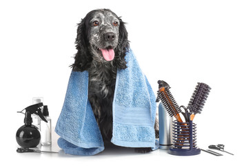 Cute dog after washing in grooming salon on white background
