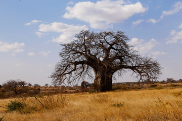 Fototapeta na wymiar Baobab tree safari tour Serengeti Tanzania