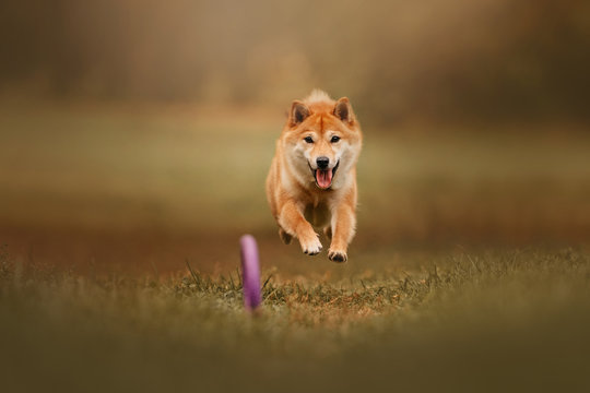 Happy Shiba Inu Dog Running Outdoors With A Toy