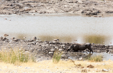 A wildpork resting in the mud