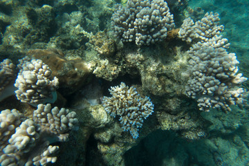Naklejka na ściany i meble View of the coral reef
