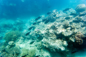 View of the coral reef