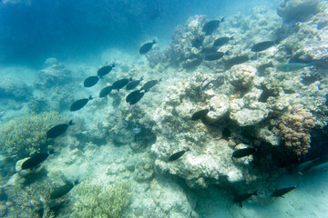 View of the coral reef