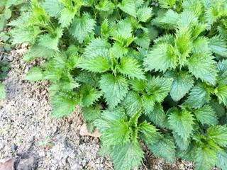 Fresh nettle leaves. Thickets of nettles. Medicinal plant. Green leaves background.