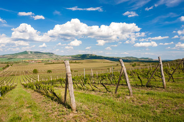 Fototapeta na wymiar vineyards, Palava, Moravia region, Czech Republic