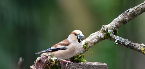 Weiblicher Kernbeisser